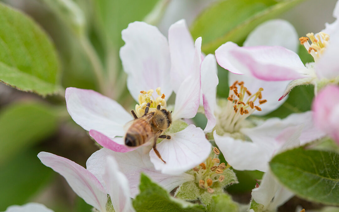 Bees : The unsung heroes of our orchards
